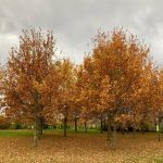 puita, jotka ruska on värjännyt oransseiksi ja keltaisiksi. Taivaalla on harmaita pilviä ja puiden juurille on pudonnut paljon lehtiä