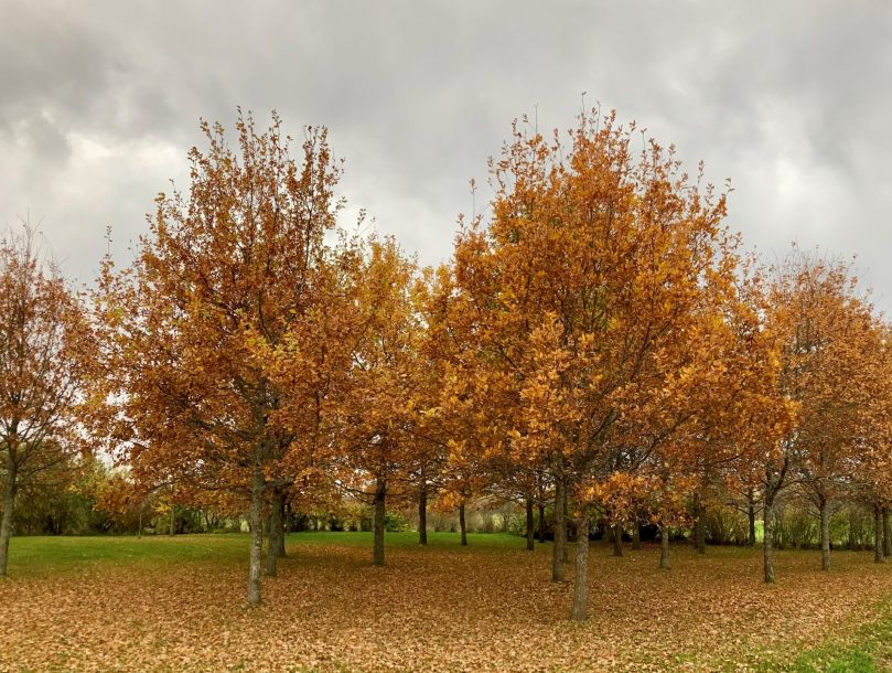 puita, jotka ruska on värjännyt oransseiksi ja keltaisiksi. Taivaalla on harmaita pilviä ja puiden juurille on pudonnut paljon lehtiä