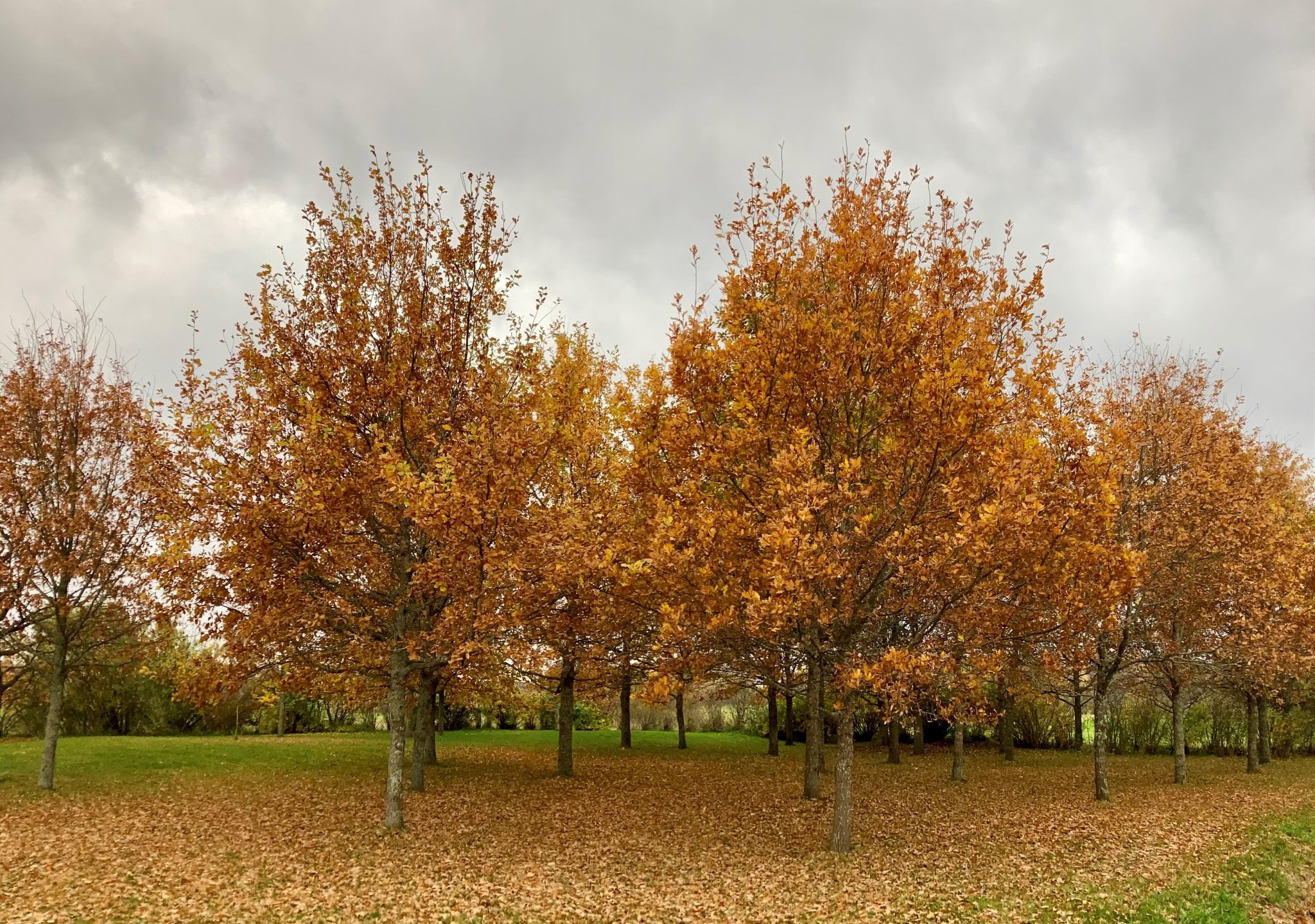 puita, jotka ruska on värjännyt oransseiksi ja keltaisiksi. Taivaalla on harmaita pilviä ja puiden juurille on pudonnut paljon lehtiä