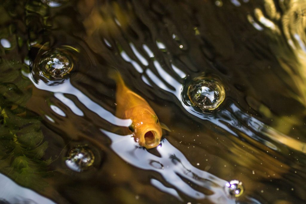 Veden pinnassa ilmaa haukkova kultakala.